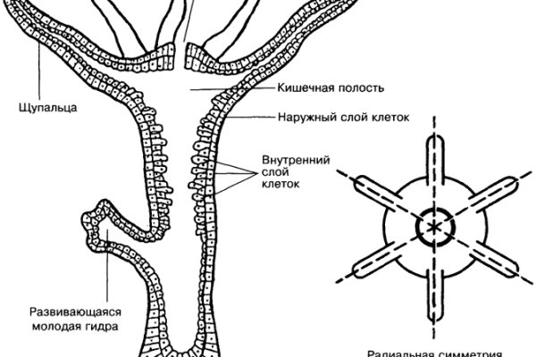 Сайт кракен 24